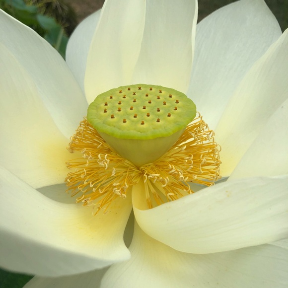 Meet your Posher, Erica - Picture 1 of 2